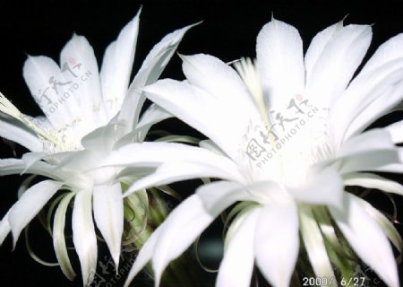 两朵白花图片