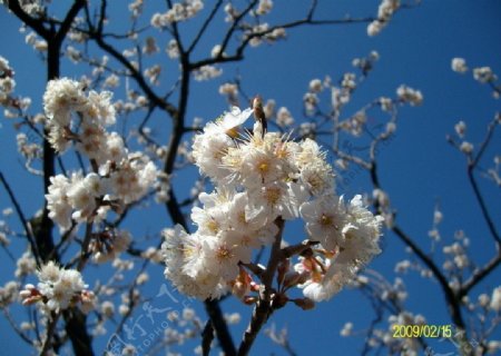 樱桃花图片