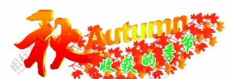 秋季枫叶图图片