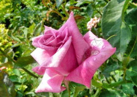 粉紅色玫瑰图片
