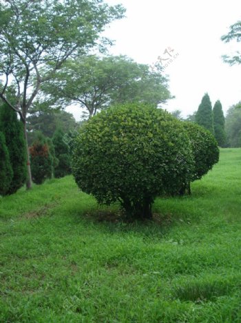 公园风景图片