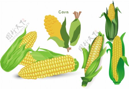 玉米图片矢量图