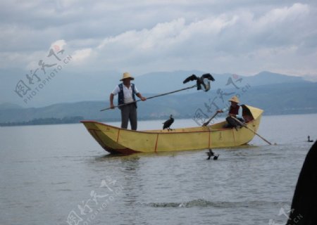 大理洱海渔夫和渔鹰图片