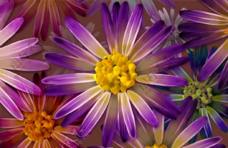 紫色花背景图片