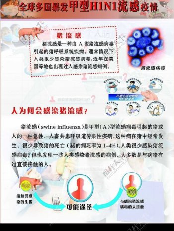 甲型H1N1流感猪流感展板图片