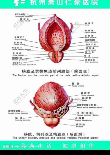 膀胱及男性尿道前列腺部图片