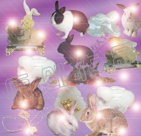 兔子素材图片