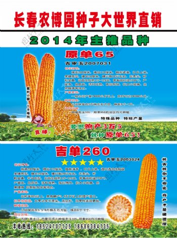 玉米种宣传单图片