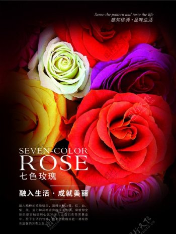七色玫瑰杂志广告图片