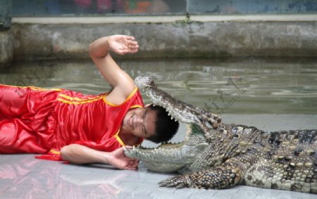 泰国养鳄人图片