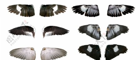 六款漂亮的翅膀分层素材图片