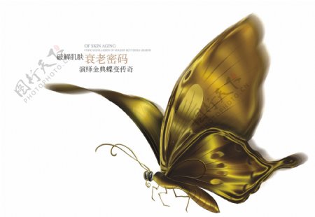 金色蝴蝶高端素材海报图片