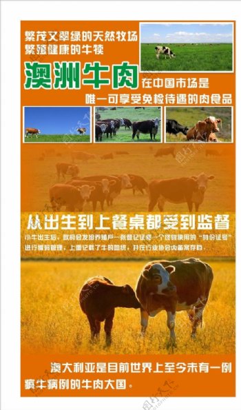 澳洲牛肉海报图片
