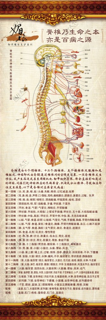 脊椎神经图图片