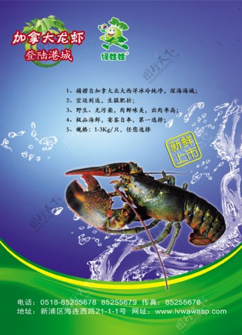 澳洲大龙虾海报图片