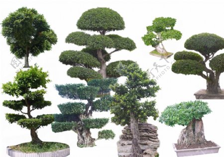 盆景植物素材图片