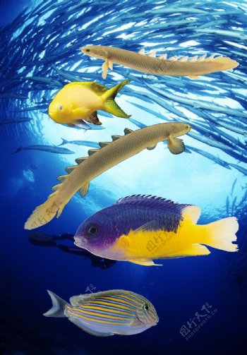 海底鱼类图片