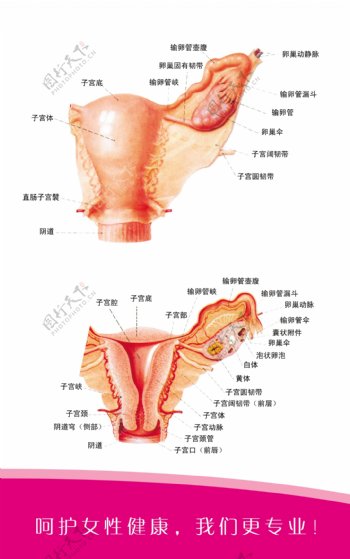 子宫解剖图分层不精细图片