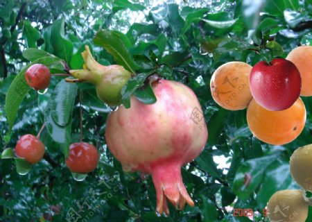 果树石榴苹果柿子图片