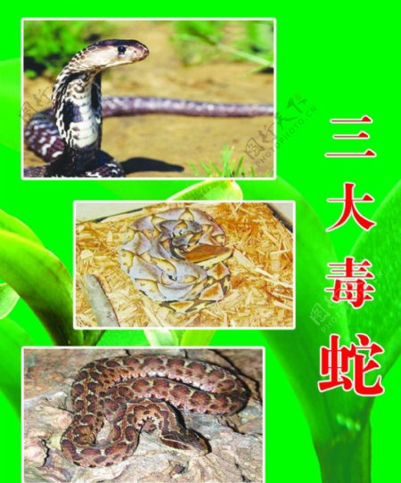 三大毒蛇图片
