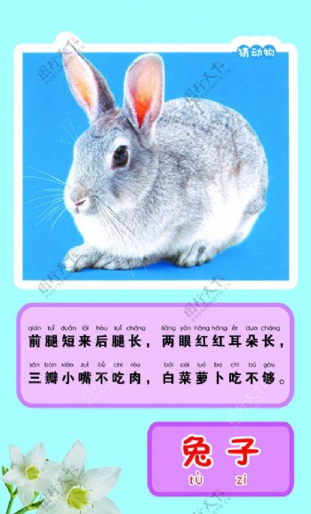 兔子迷语图片