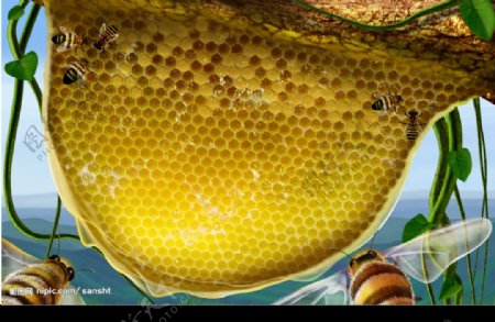 蜜蜂风景图图片