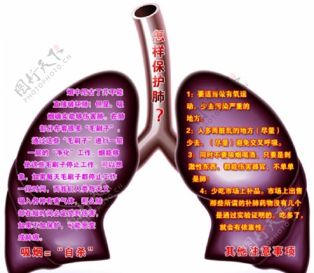 肺标牌图片