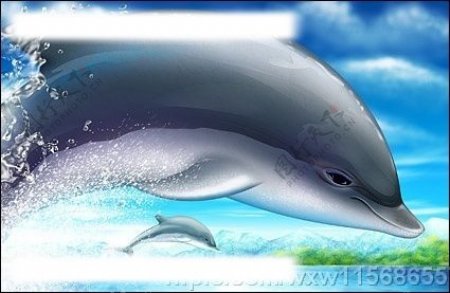 超酷的跳跃海豚psd分层素材图片