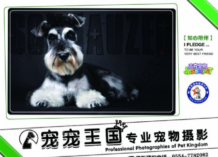 宠物摄影海报图片