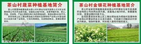 茶山村金银花蔬菜种植基地图片