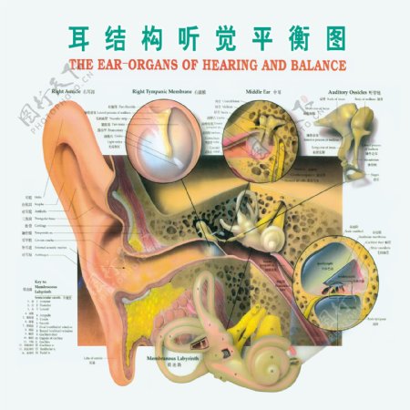 耳结构听觉平衡图图片