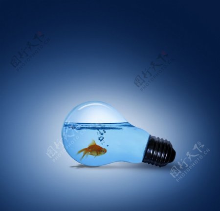 灯泡里的金鱼图片