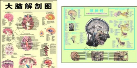 大脑解剖图图片