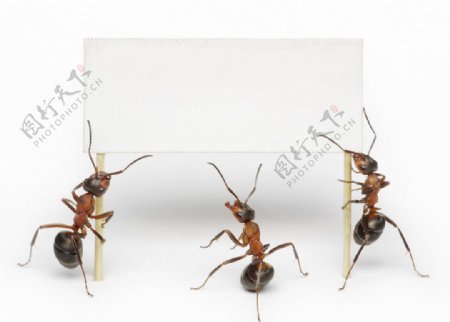 举着广告牌的蚂蚁图片