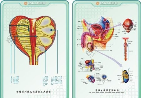 医疗人体器官解剖图示图片
