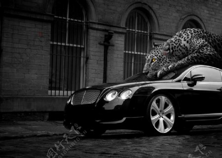豹和豪华之车图片