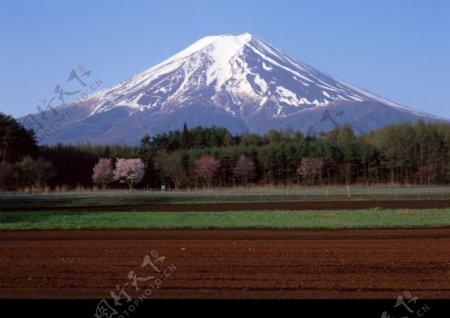 樱花与富士山0051