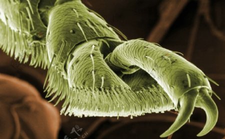 昆虫显微镜图片0003