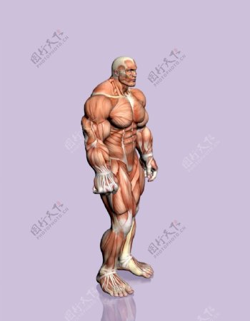 肌肉人体模型0136