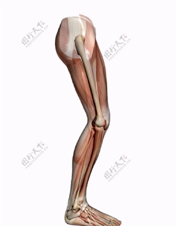 肌肉人体模型0162