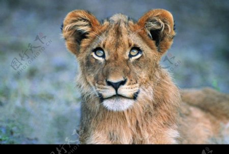 狮虎豹0280