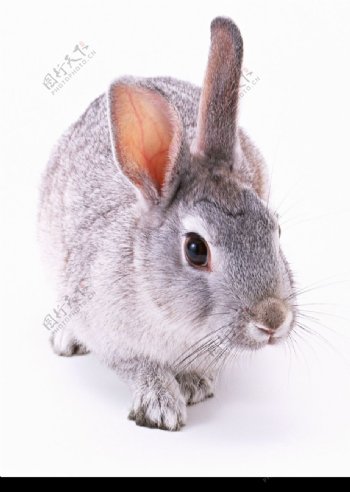 兔鼠0016