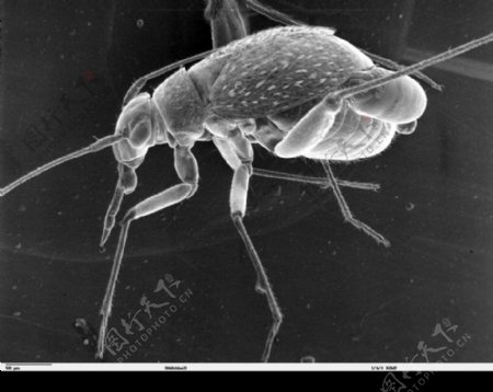 昆虫显微镜图片0005