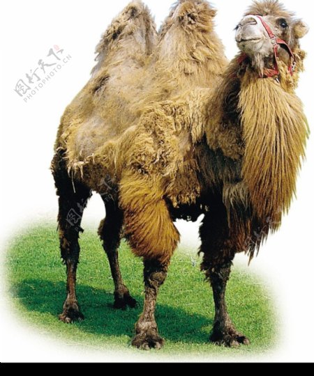 牛羊骆驼0011
