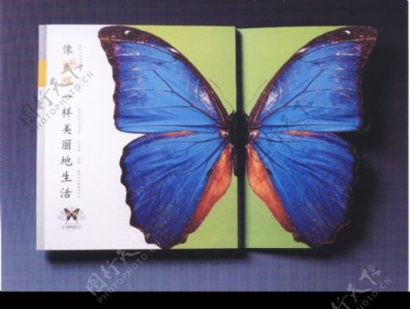 中国书籍装帧设计0079