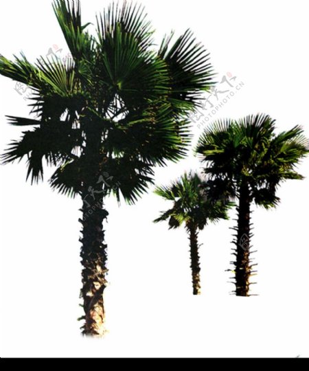 棕榈及椰树0022