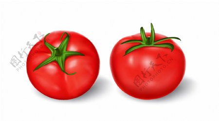 写实风格多汁西红柿插图