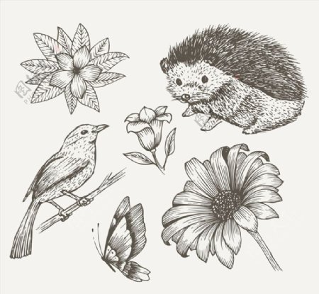 6款手绘动植物设计矢量素材