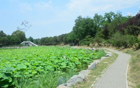 圆明园风景