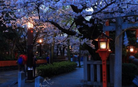 街上的樱花树